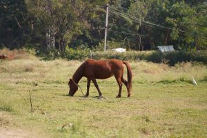 Horse riding 